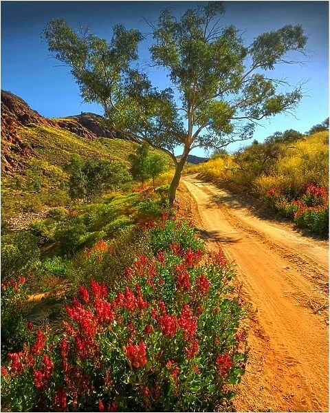 Winter bloom of wildflowers, in the Arkaroola area of the Flinders Ranges, South Australia