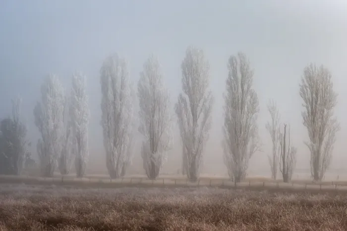 Framed Print : Winter forest