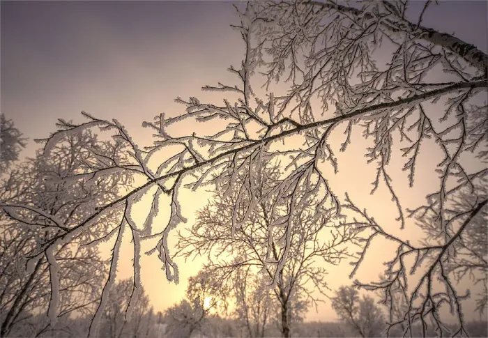 Framed Print : Winter glow and iced over branches near Abisko, Lapland, Sweden