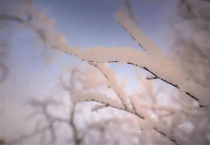 Framed Print : Winter glow and iced over branches near Abisko, Lapland, Sweden
