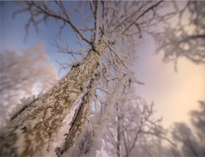 Framed Print : Winter glow and iced over branches near Abisko, Lapland, Sweden