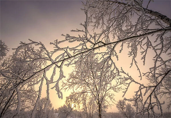 Winter glow and iced over branches near Abisko, Lapland, Sweden
