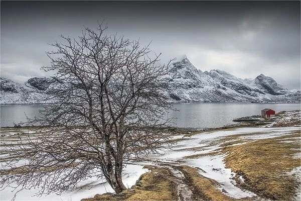 A winter scene, Lofoten peninsular, Arctic circle, Norway