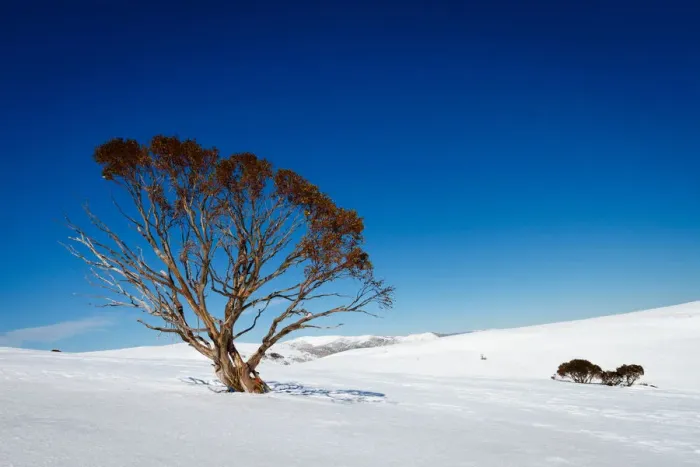 Framed Print : Winter snow gum Framed Print : Winter snow gum