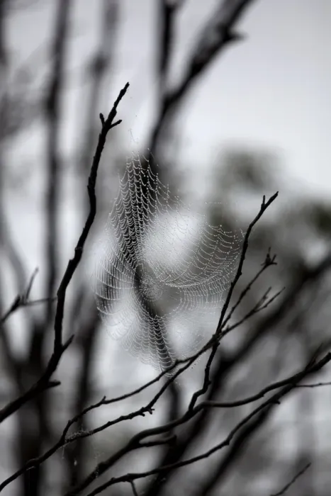 Framed Print : Winter Wonderland