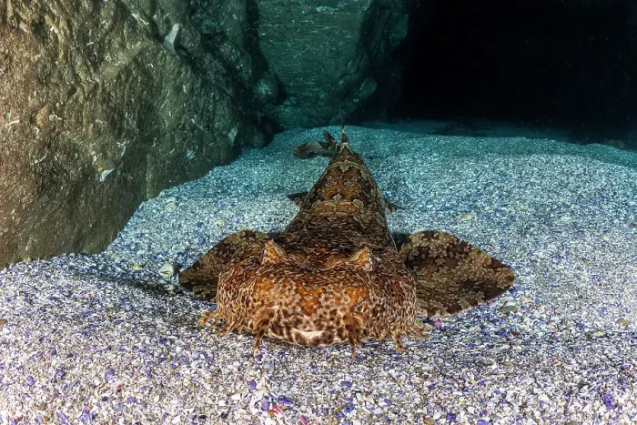Framed Print : Wobbegong shark inside a cave, Jervis Bay Marine Park