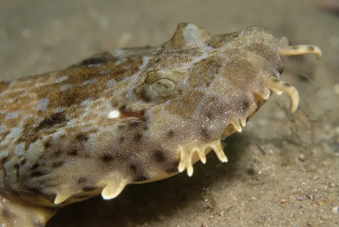 Framed Print : Wobbegong shark profile