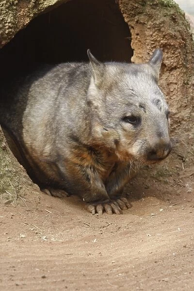 Wombat at burrow, (Vombatus ursinus hirsutus), Australia