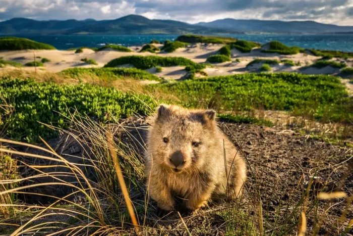 Framed Print : Wombat at Lesueur Point. Maria Island, Tasmania