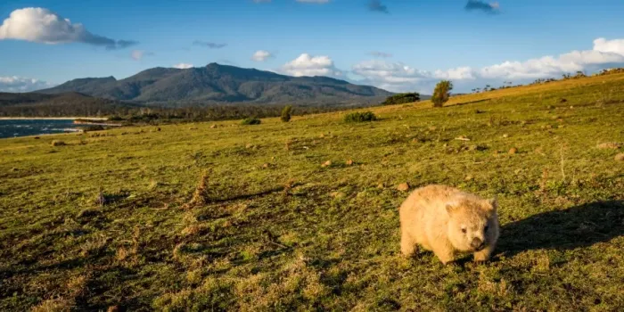 Framed Print : Wombat at Lesueur Point with mt mt Maria at the background. Maria Island, Tasmania Framed Print : Wombat at Lesueur Point with mt mt Maria at the background. Maria Island, Tasmania