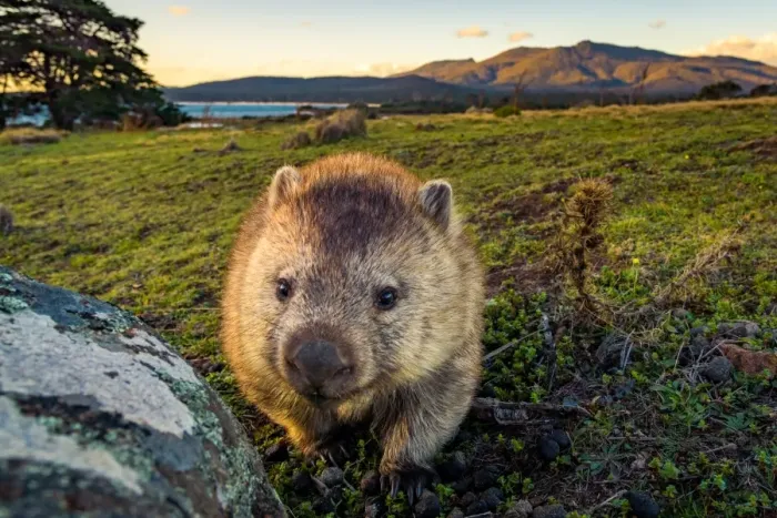 Framed Print : Wombat at Lesueur Point with mt mt Maria at the background. Maria Island, Tasmania