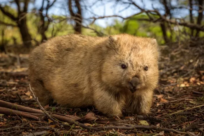 Framed Print : Wombat at Maria island, Tasmania