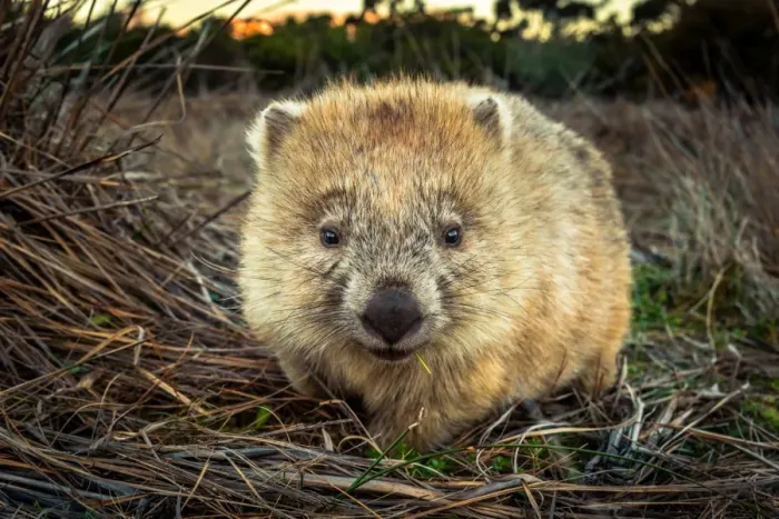 Framed Print : Wombat at Maria island, Tasmania