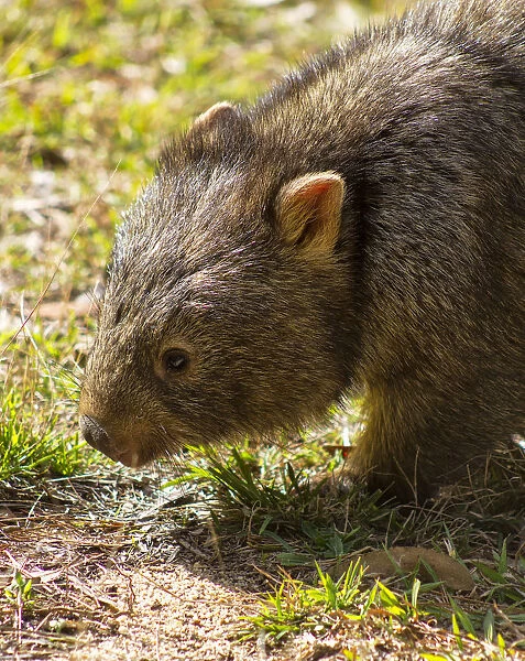 Wombat Portrait