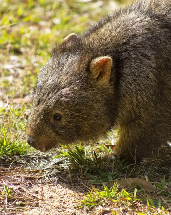 Framed Print : Wombat Portrait