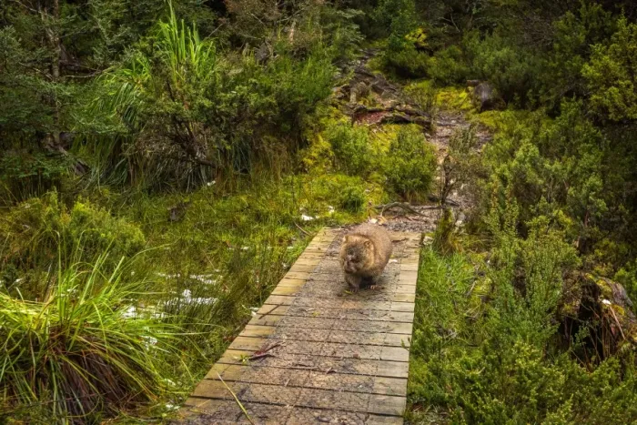 Framed Print : Wombat on the trail at Overland Track, Tasmania Framed Print : Wombat on the trail at Overland Track, Tasmania