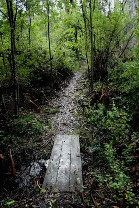 Framed Print : A wooded section of the Bibbulmun track in SW Australia