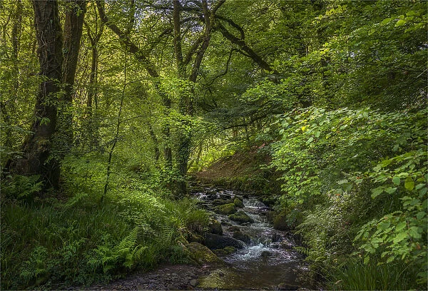 Woodlands and running brook in the Exmoor National Park