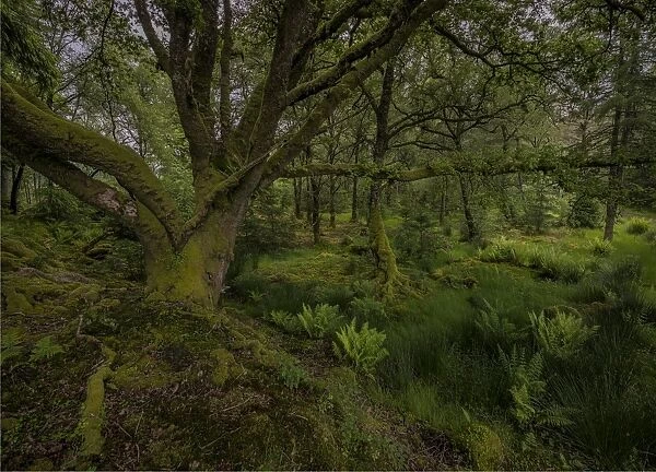 Woodlands near loch Awe