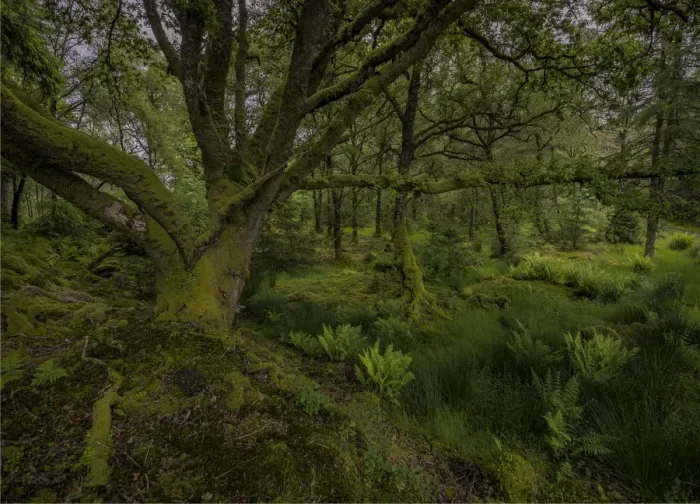 Framed Print : Woodlands near loch Awe Framed Print : Woodlands near loch Awe