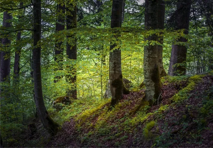 Framed Print : Woodlands, Neuschwantein, Bavaria, Germany Framed Print : Woodlands, Neuschwantein, Bavaria, Germany