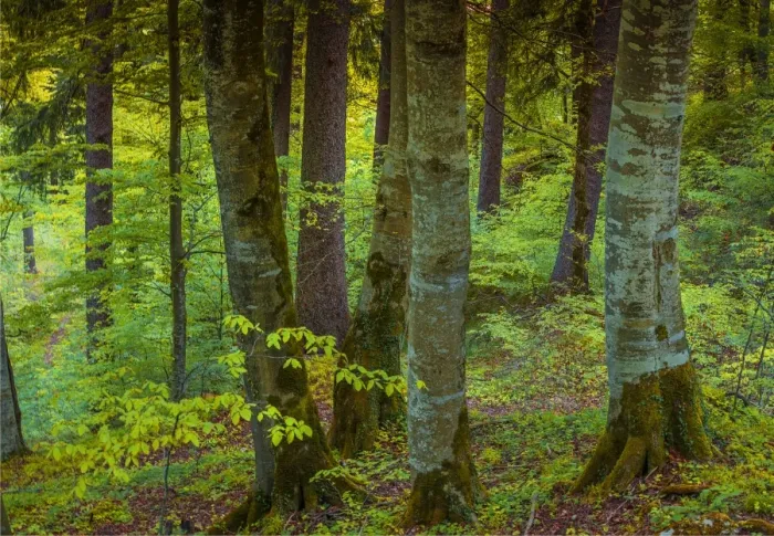 Framed Print : Woodlands, Neuschwantein, Bavaria, Germany