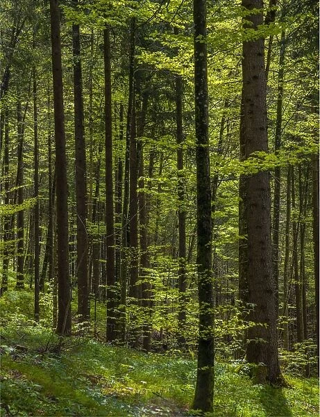 Woodlands, Neuschwantein, Bavaria, Germany
