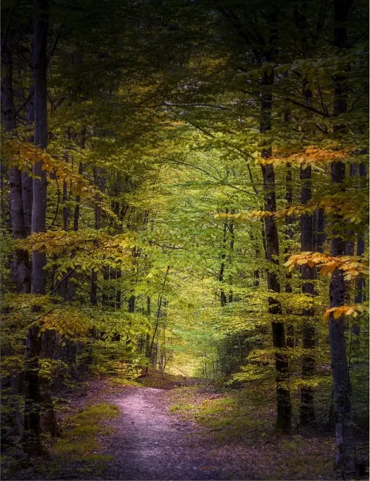 Framed Print : Woodlands, Neuschwantein, Bavaria, Germany Framed Print : Woodlands, Neuschwantein, Bavaria, Germany