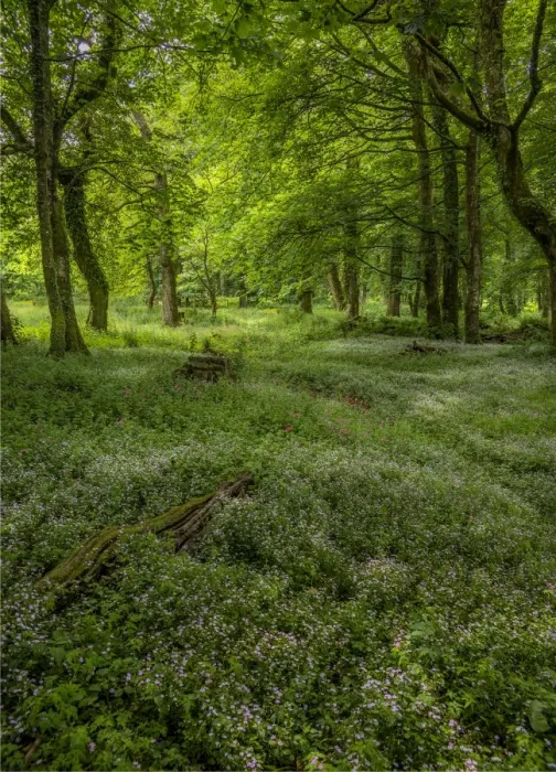 Framed Print : Woodlands in Spring Framed Print : Woodlands in Spring