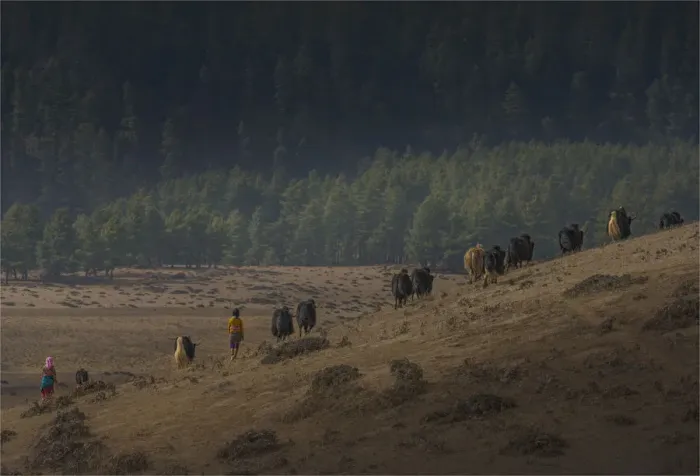 Framed Print : Yak herding, Wangdu province, Eastern Himalayas, Bhutan