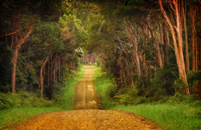Framed Print : Yarra Creek Back Road King Island Framed Print : Yarra Creek Back Road King Island