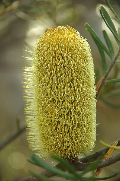 Yellow banksia in Royal National Park, New South Wales, Australia