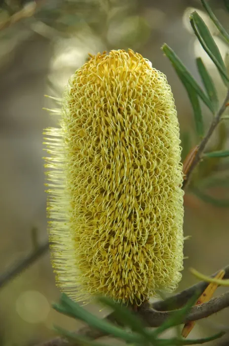 Framed Print : Yellow banksia in Royal National Park, New South Wales, Australia