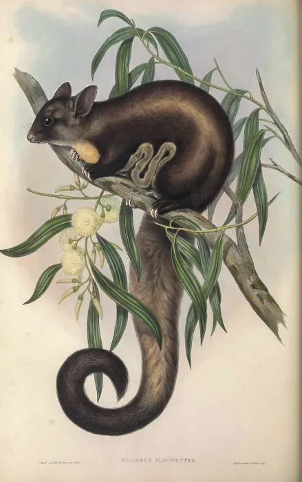 Framed Print : Yellow-bellied Glider (Belideus flaviventer) Framed Print : Yellow-bellied Glider (Belideus flaviventer)