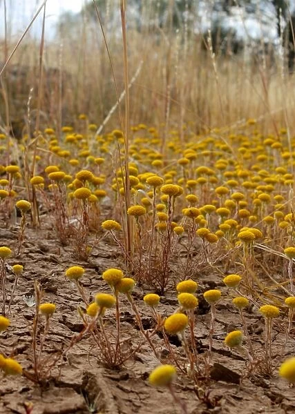 Yellow Bush Wildflowers