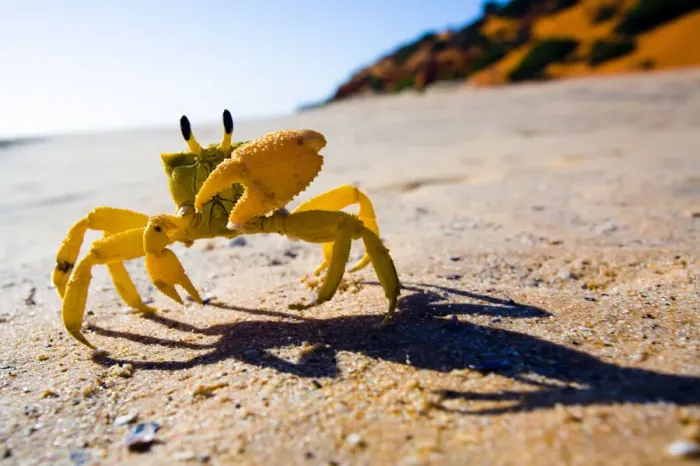 Framed Print : Yellow crab moving on sand