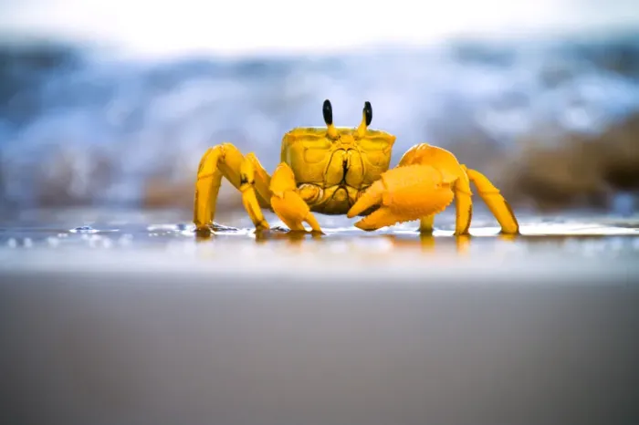 Framed Print : Yellow crab moving on sand