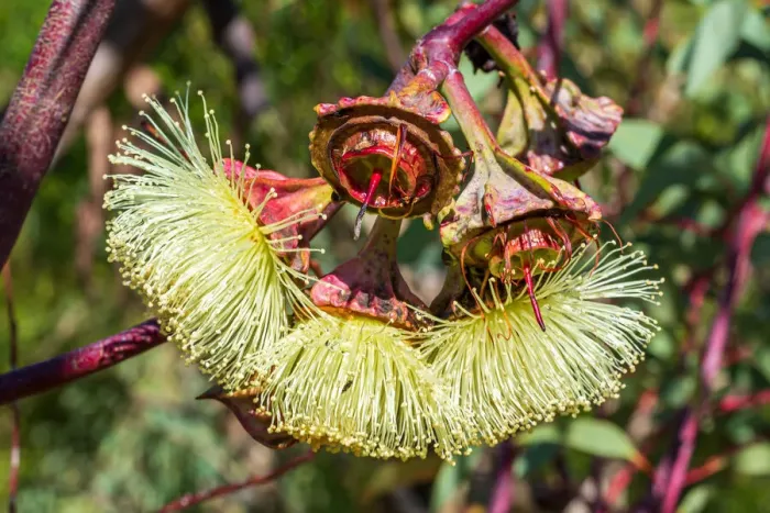 Framed Print : Yellow Eucalyptus Gum Blossom