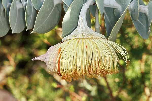 Yellow Eucalyptus Gum Blossom