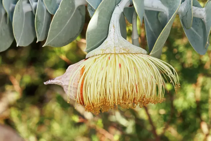 Framed Print : Yellow Eucalyptus Gum Blossom Framed Print : Yellow Eucalyptus Gum Blossom