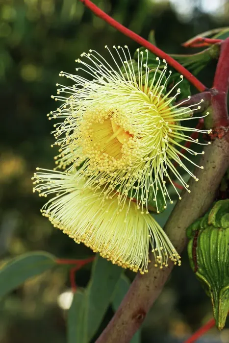 Framed Print : Yellow Eucalyptus Gum Blossom Framed Print : Yellow Eucalyptus Gum Blossom