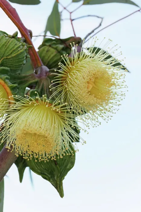 Framed Print : Yellow Eucalyptus Gum Blossom
