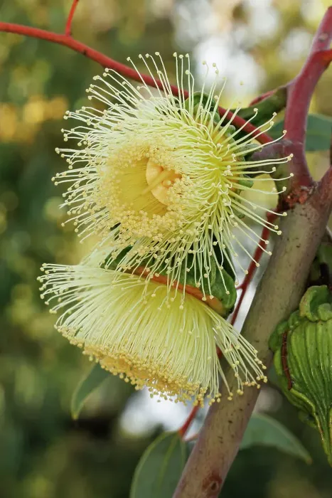 Framed Print : Yellow Eucalyptus Gum Blossom Framed Print : Yellow Eucalyptus Gum Blossom