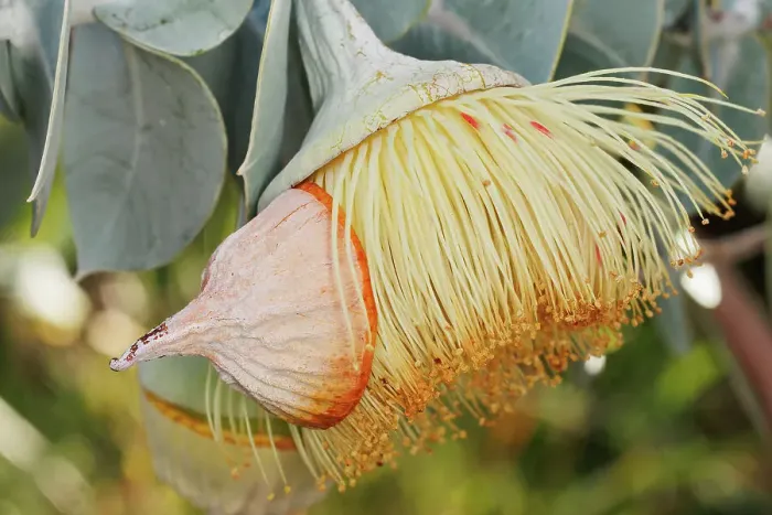 Framed Print : Yellow Eucalyptus Gum Blossom Framed Print : Yellow Eucalyptus Gum Blossom