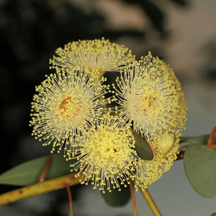 Framed Print : Yellow Eucalyptus Gum Blossom Framed Print : Yellow Eucalyptus Gum Blossom