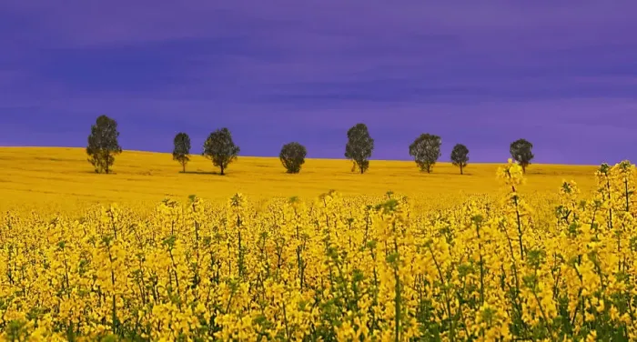 Framed Print : Yellow fields