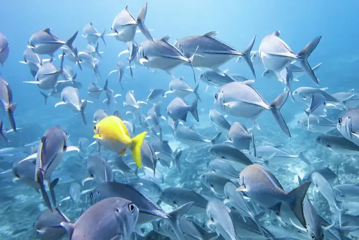 Framed Print : One Yellow Fish in Sea of Blue Fish Framed Print : One Yellow Fish in Sea of Blue Fish