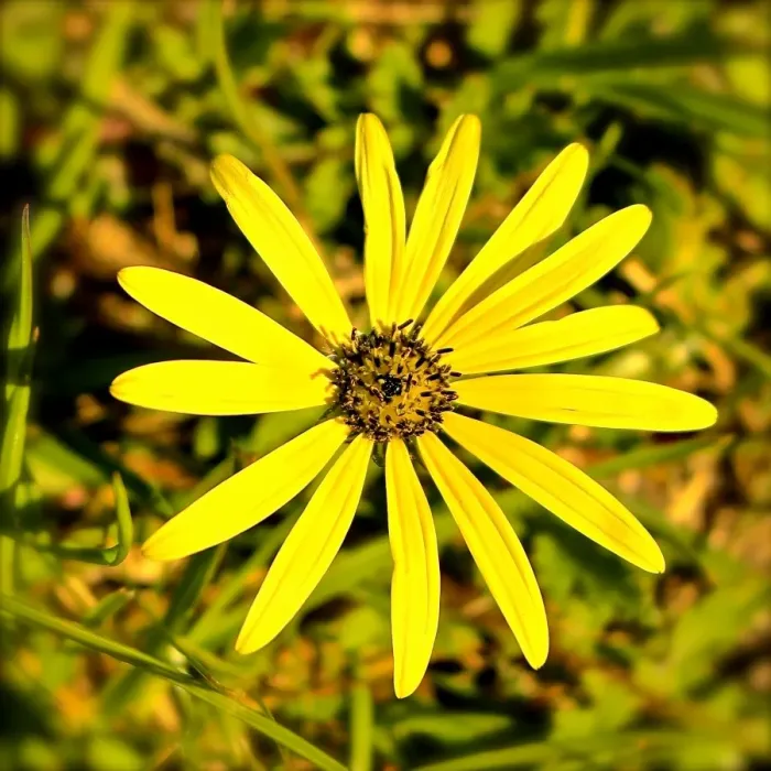 Framed Print : Yellow Flower Framed Print : Yellow Flower