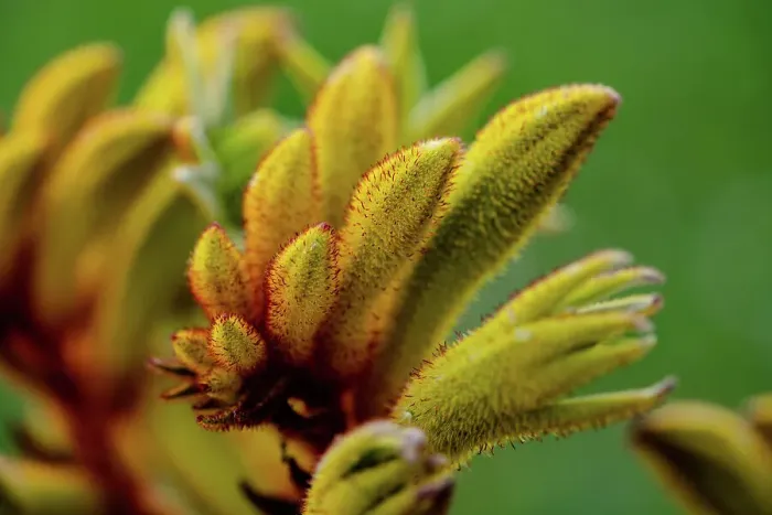 Framed Print : Yellow Flower of a Kangaroo Paw (Anigozanthos) Framed Print : Yellow Flower of a Kangaroo Paw (Anigozanthos)