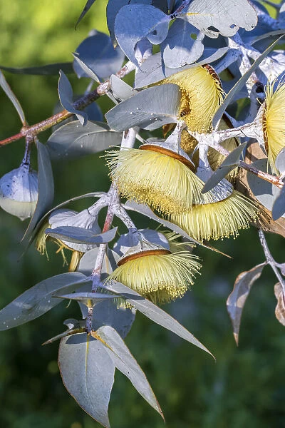 Yellow flowering gum tree blossom - Perth, Western Australia